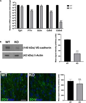 Lack of NHE6 and Inhibition of NKCC1 Associated With Increased Permeability in Blood Labyrinth Barrier-Derived Endothelial Cell Layer